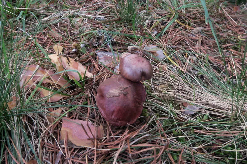 Chroogomphus fulmineus 1 - IMG_2301